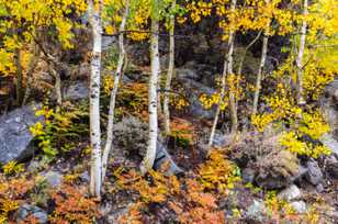 Forest scene-5110.jpg